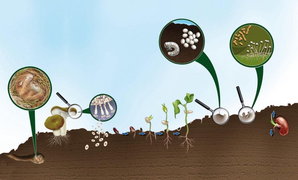 On course for healthier, more sustainable soil