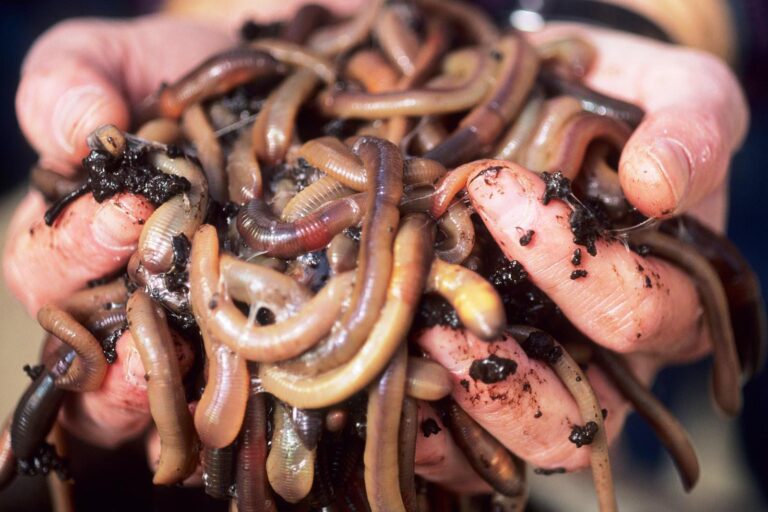 earthworms crop 01 768x512