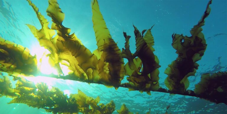 seaweeds 01 768x386