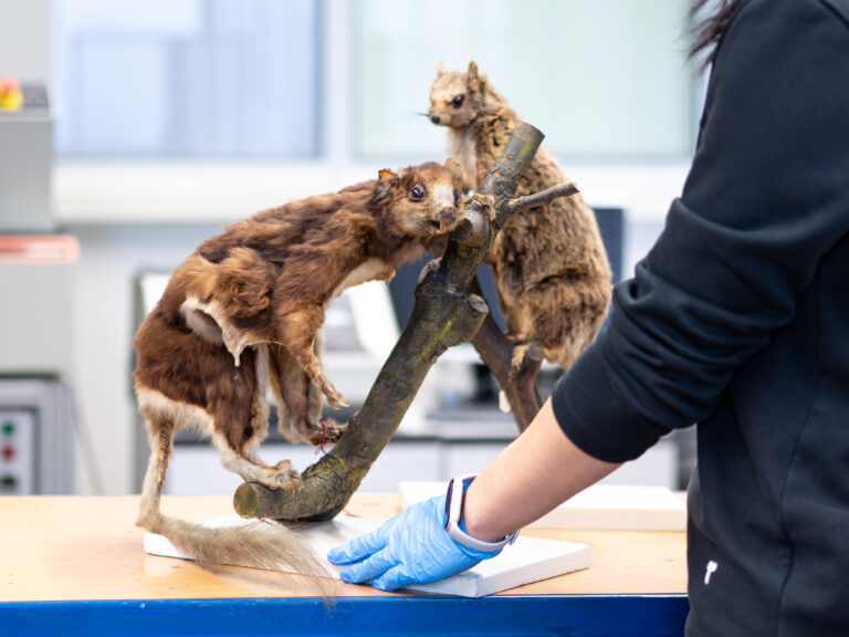 2025 05 22 Flying squirrels Ardian Jusufi 05 768x576