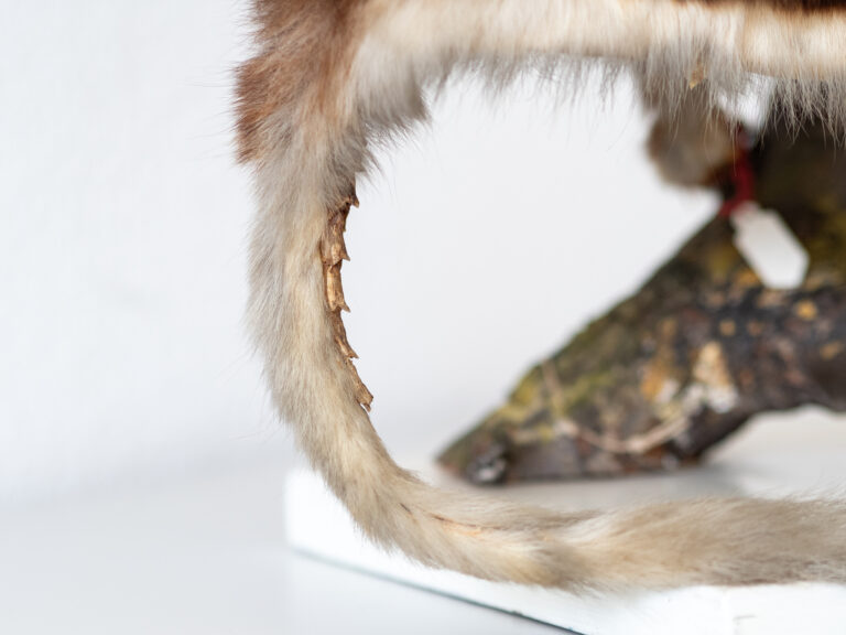 2025 05 22 Flying squirrels Ardian Jusufi 12 768x576