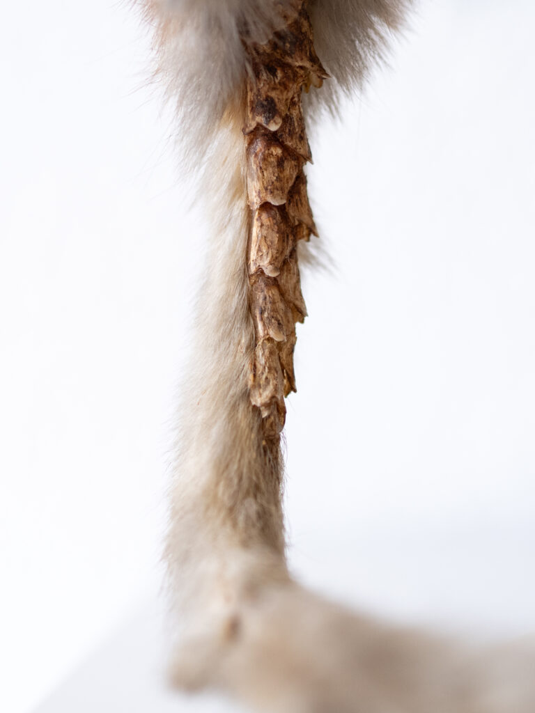 2025 05 22 Flying squirrels Ardian Jusufi 14 768x1024