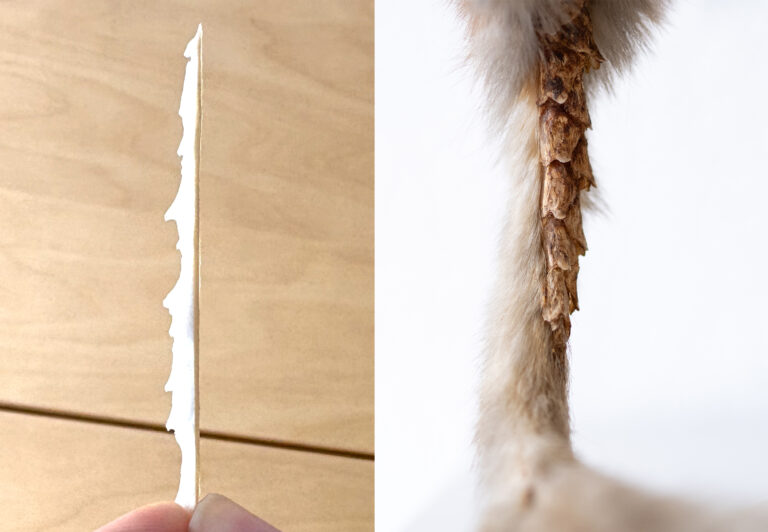 IMG 7108 collage 768x532