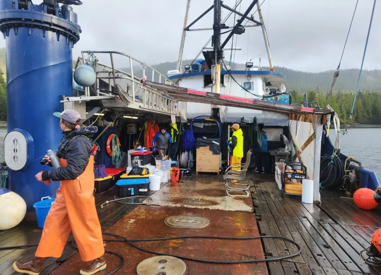 20250916 phyto finish could seaweed be mined for critical minerals processing 768x555